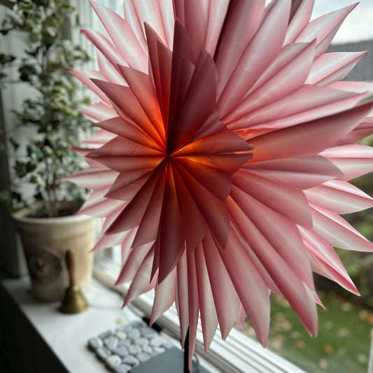 Bordsstjärna Serena, svart fot, röd ombre