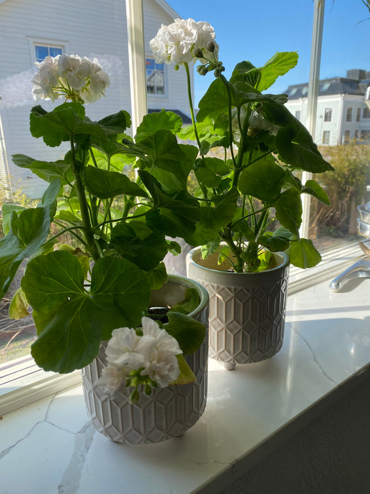 Vit blomkruka